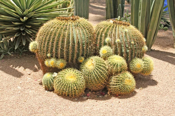 Close-up van een stekelig cactus, exotische planten — Stockfoto