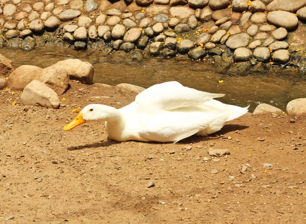 A white duck laying on the ground — Stock Photo, Image