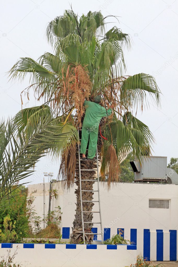 Arborist working high up, cutting palm tree fronds