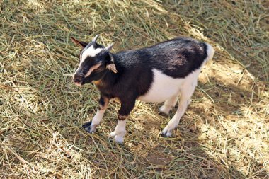 zemin üzerinde duran genç siyah beyaz goatling