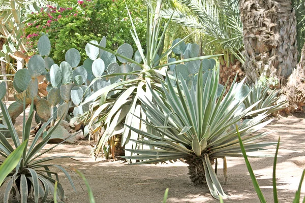 Molti vari cactus esotici verdi di dimensioni diverse — Foto Stock