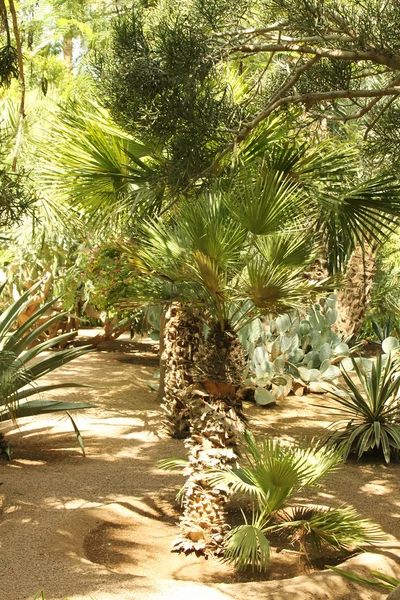 Den tropiska trädgården: träd, palmer, kaktusar, yuccas, etc. — Stockfoto