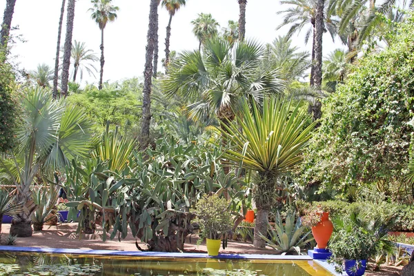 The tropical garden: trees, palms, cactuses, yuccas, etc. — Stock Photo, Image