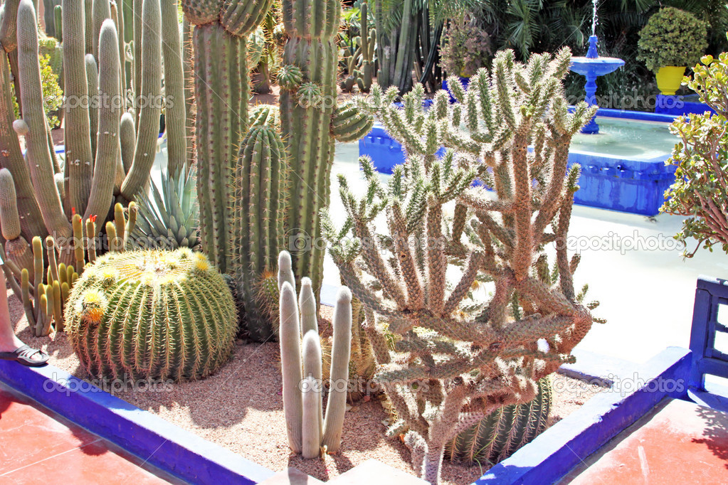 Many various green exotic cactuses of different size