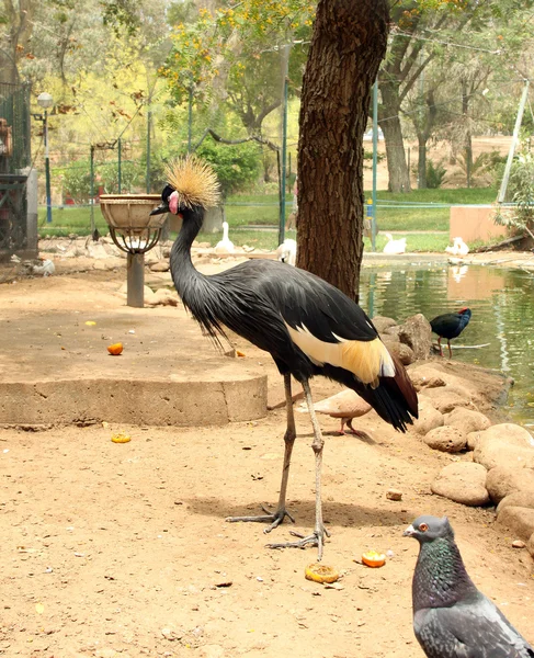 Pássaro africano: guindaste coroado cinza (Balearica regulorum ) — Fotografia de Stock