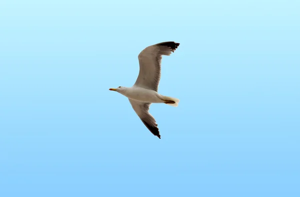 A seagull soaring in the blue sky — Stock Photo, Image