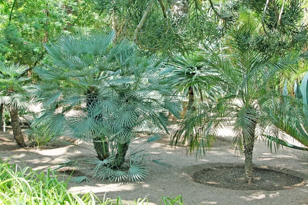 The tropical garden: trees, palms, cactuses, yuccas, etc. — Stock Photo, Image