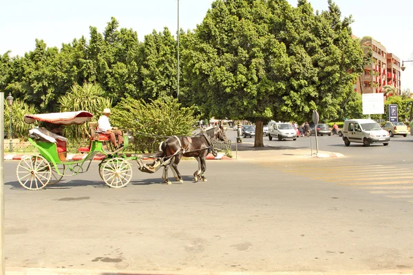 Арабиец за рулём лошади — стоковое фото