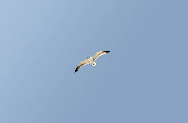 Eine Möwe schwebt in den blauen Himmel — Stockfoto