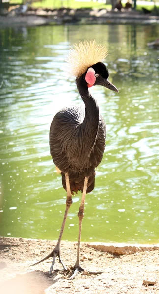 Pássaro africano: guindaste coroado cinza (Balearica regulorum ) — Fotografia de Stock