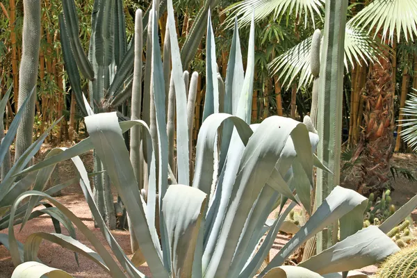 Primo piano di un cactus spinoso, piante esotiche — Foto Stock