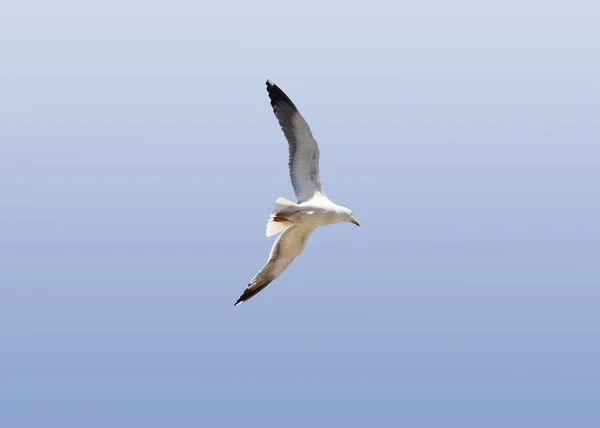 A seagull soaring in the blue sky — Stock Photo, Image