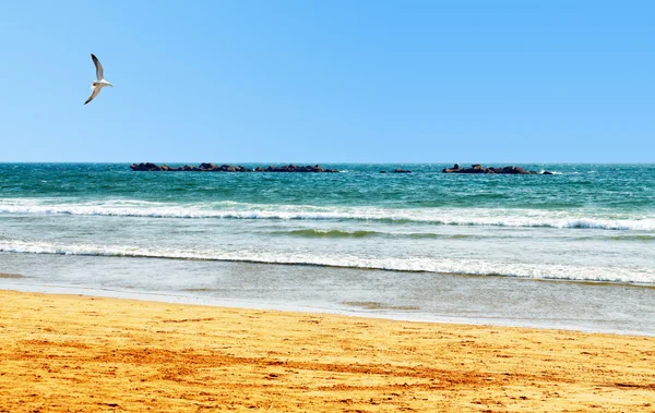 A bela praia, pedras na água, gaivota no céu — Fotografia de Stock