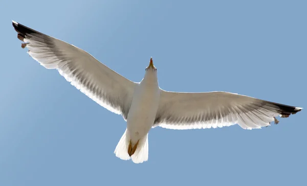 Eine Möwe schwebt in den blauen Himmel — Stockfoto