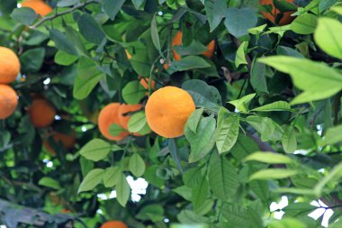 portakal ağacı üzerinde olgunlaşmış portakal