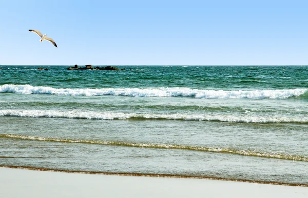 The beautiful beach, stones in the water and a seagull in the sk — Stock Photo, Image