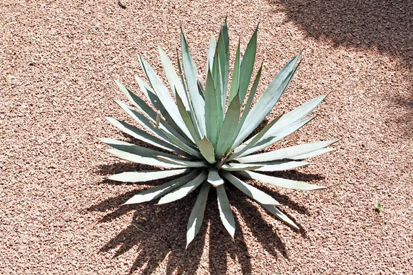 De nombreux cactus exotiques verts de différentes tailles — Photo