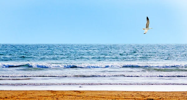 Bela costa oceânica com ondas e uma gaivota flutuante — Fotografia de Stock