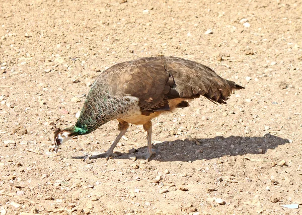 美丽的雌性孔雀在地面上行走 — 图库照片
