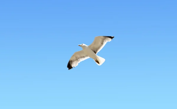 Een meeuw zwevend in de blauwe lucht — Stockfoto