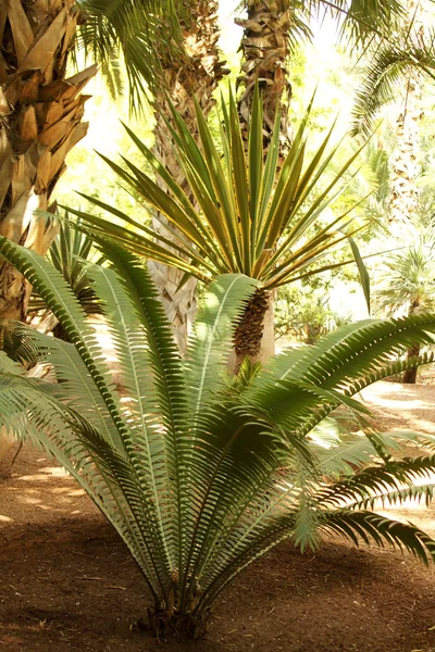 Тропічна лісова сцена: папороті, долоні та кактуси — стокове фото