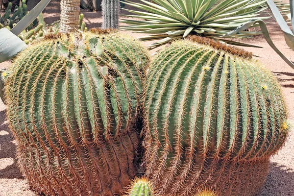 Green exotic cactuses of different size — Stock Photo, Image