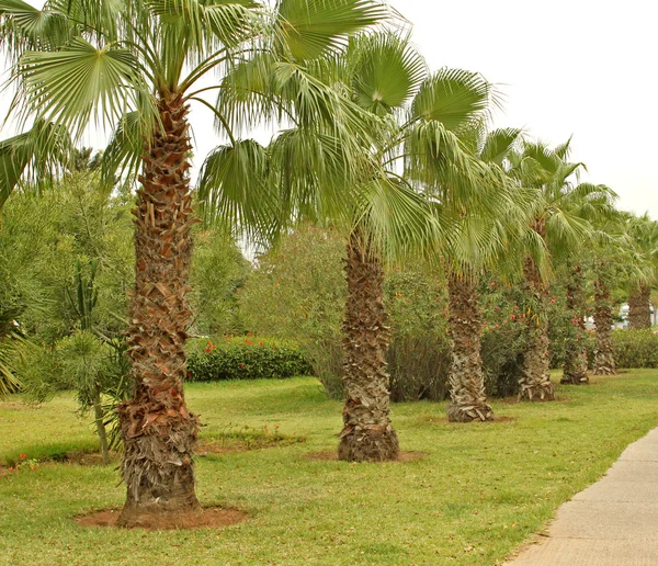 The tropical alley of beautiful green palms — Stock Photo, Image