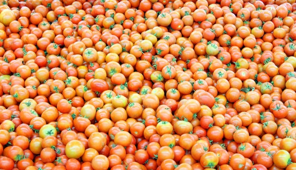 Много свежих красных помидор — стоковое фото