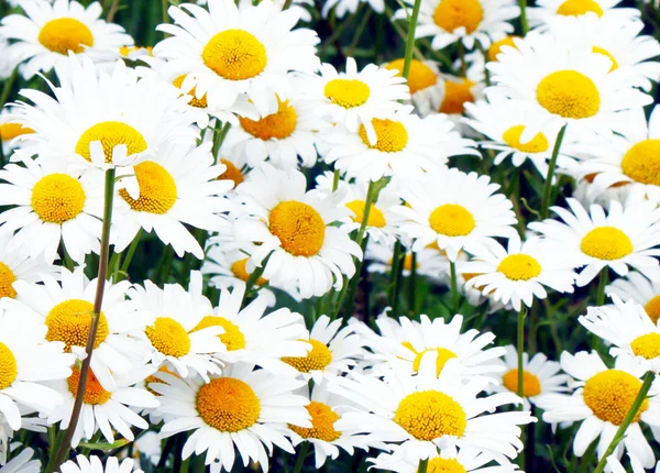 Beautiful camomile flowers under sunlight — Stock Photo, Image