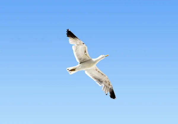 Mewa szybująca na błękitnym niebie — Zdjęcie stockowe