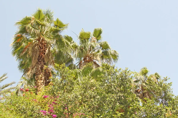 Bosque tropical: hermosas palmeras y otros árboles bajo la luz del sol —  Fotos de Stock