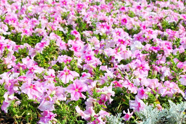 Schöne bunte Petunien auf dem Blumenfeld, selektiver Fokus — Stockfoto