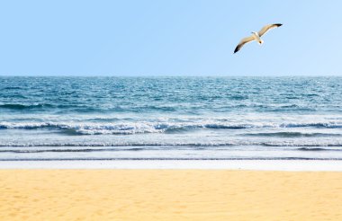 Beautiful ocean shore with waves and a seagull in the sky clipart