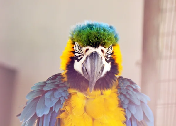 The potrait of Blue and Gold Macaw — Stock Photo, Image