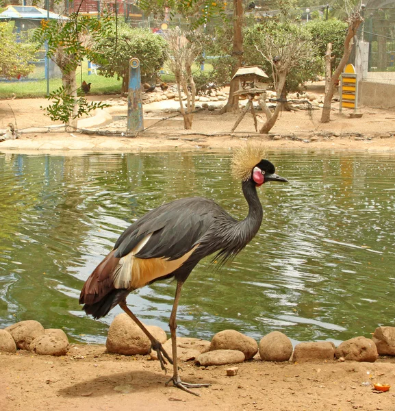 Aves africanas: Grulla coronada gris (Balearica regulorum ) — Foto de Stock