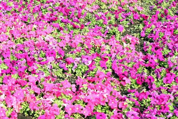 Vackra färgglada petunior på fältet blomma, selektiv inriktning — Stockfoto