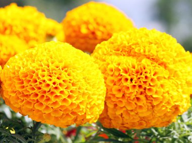 güneş ışığı altında beaitiful portakal çiçeği