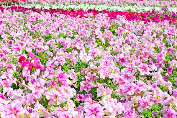 Schöne bunte Petunien auf dem Blumenfeld, selektiver Fokus — Stockfoto