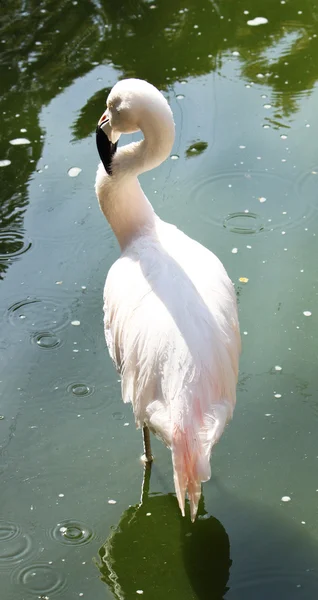 Rózsaszín flamingó egyedül állt a víz — Stock Fotó