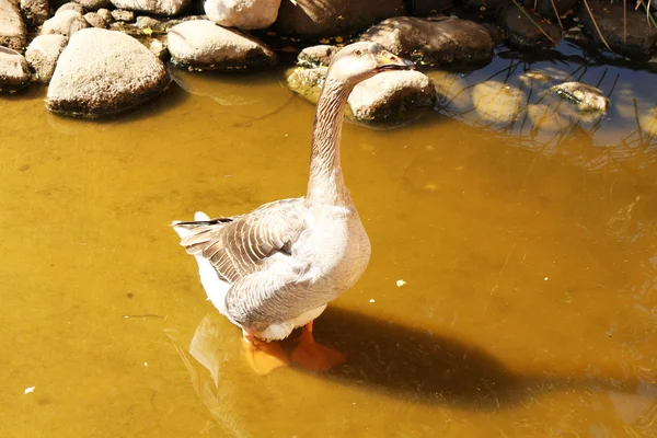 The gray goose standing in the water — Stock Photo, Image