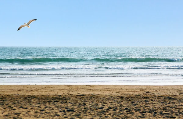 Beautiful ocean shore with waves and a seagull above — Stock Photo, Image