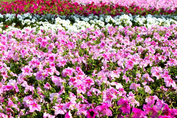 美丽多彩牵牛花花场，选择性焦点 — 图库照片