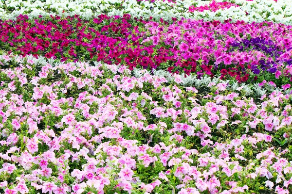 Schöne bunte Petunien auf dem Blumenfeld, selektiver Fokus — Stockfoto