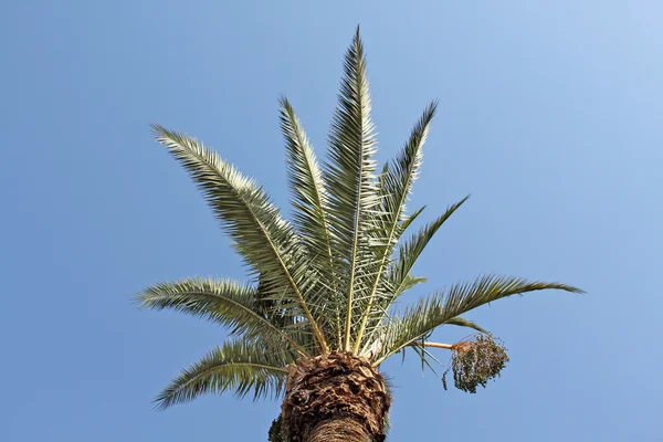 Grüne Palmenkronen umgeben von einem klaren blauen Himmel — Stockfoto