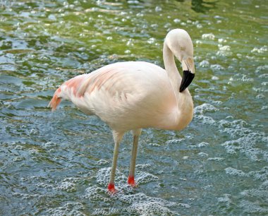 pembe flamingo tek başına ayakta su