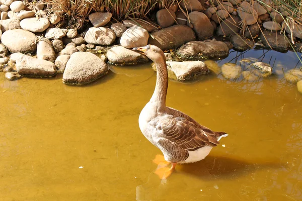 The gray goose standing in the water — Stock Photo, Image