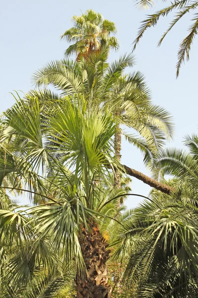 Bosque tropical: hermosas palmeras y otros árboles bajo la luz del sol —  Fotos de Stock