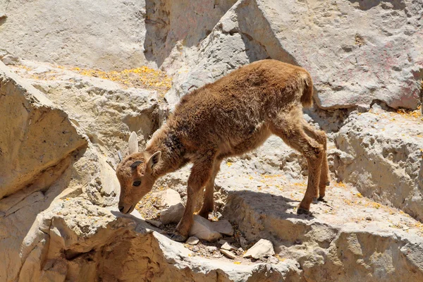 Piccola capra grigia che si arrampica sulla roccia — Foto Stock