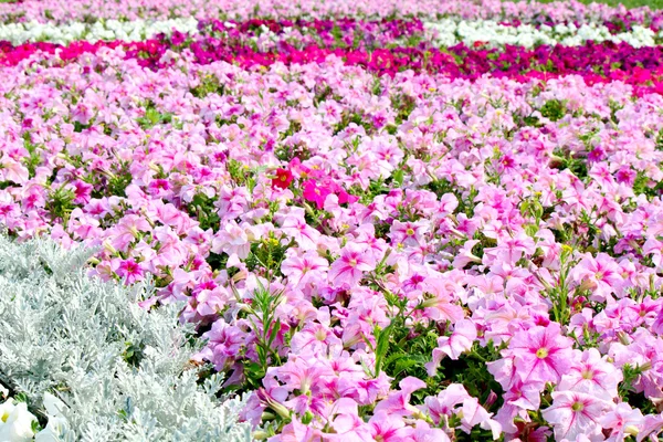 Schöne bunte Petunien auf dem Blumenfeld, selektiver Fokus — Stockfoto