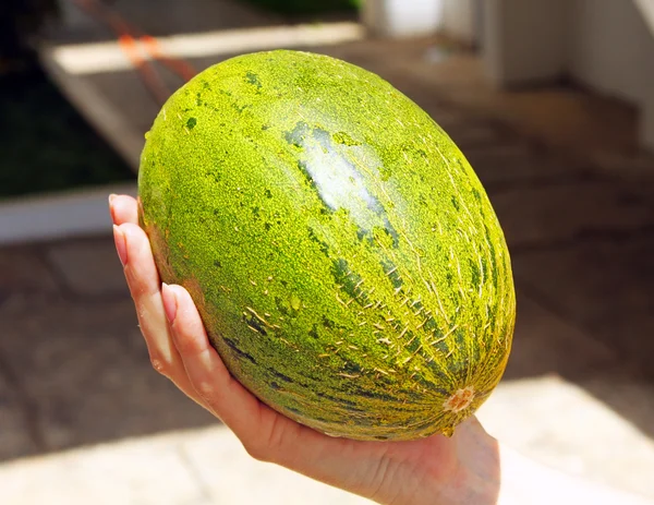 A green melon in the girl's hand — Stock Photo, Image